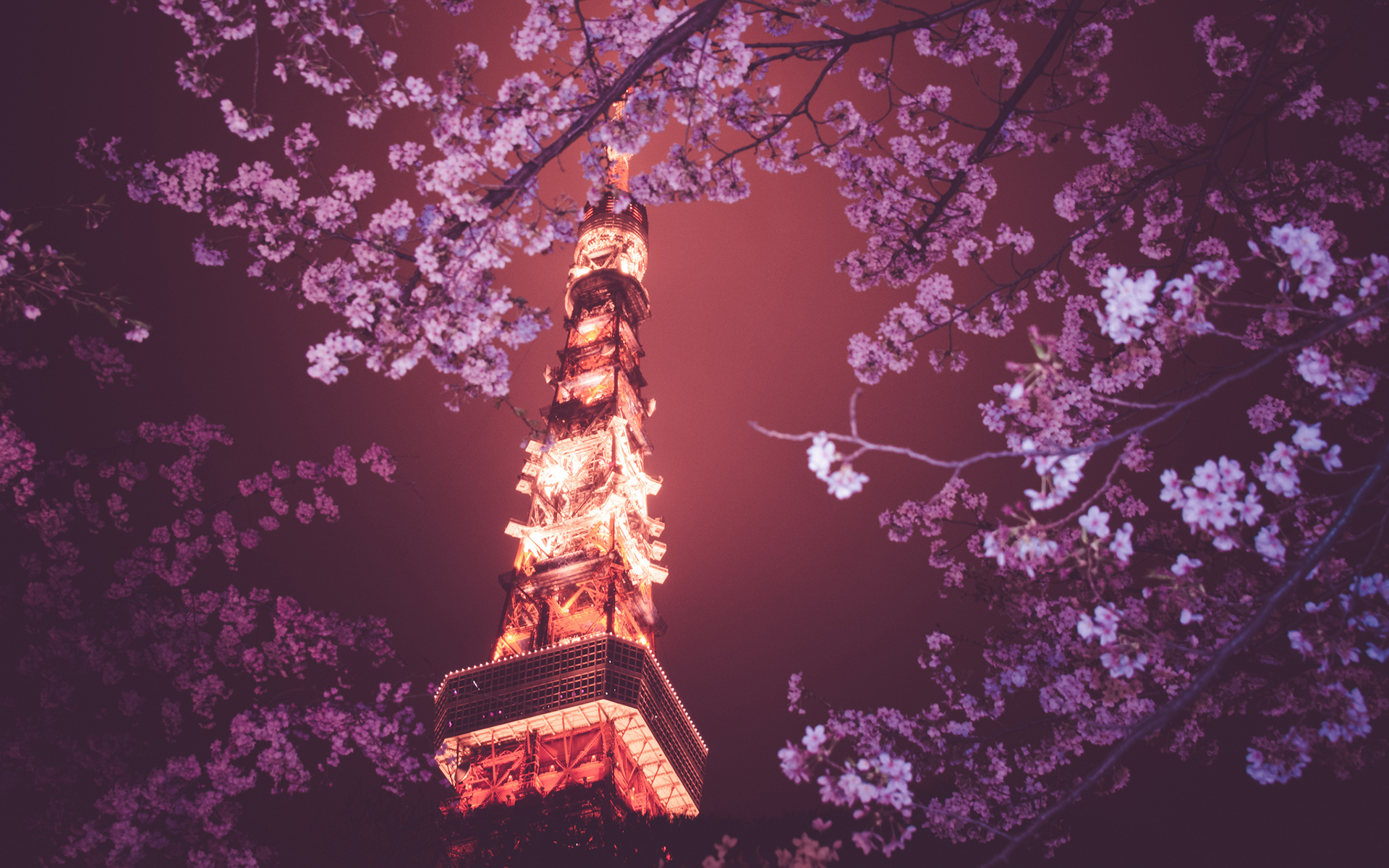 Cherry Blossom Wallpaper - HD Wallpaper 