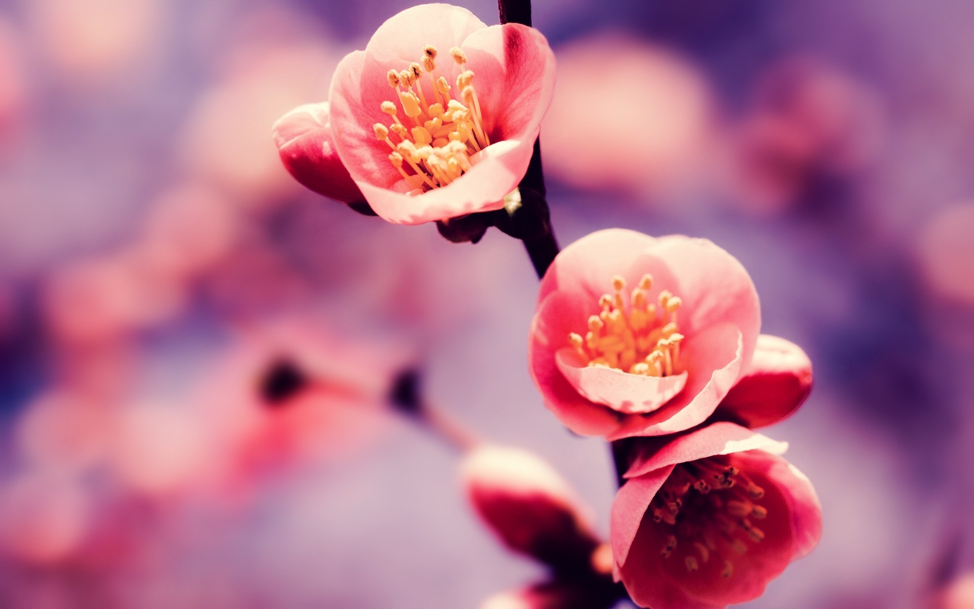 Beautiful Cherry Blossom Flower - HD Wallpaper 