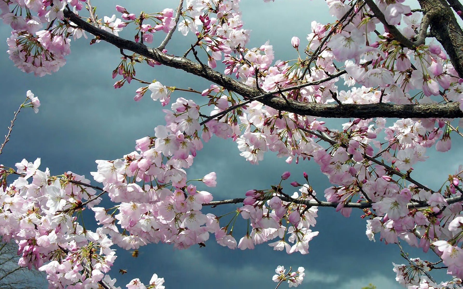 Preview Sakura Flower Images - HD Wallpaper 