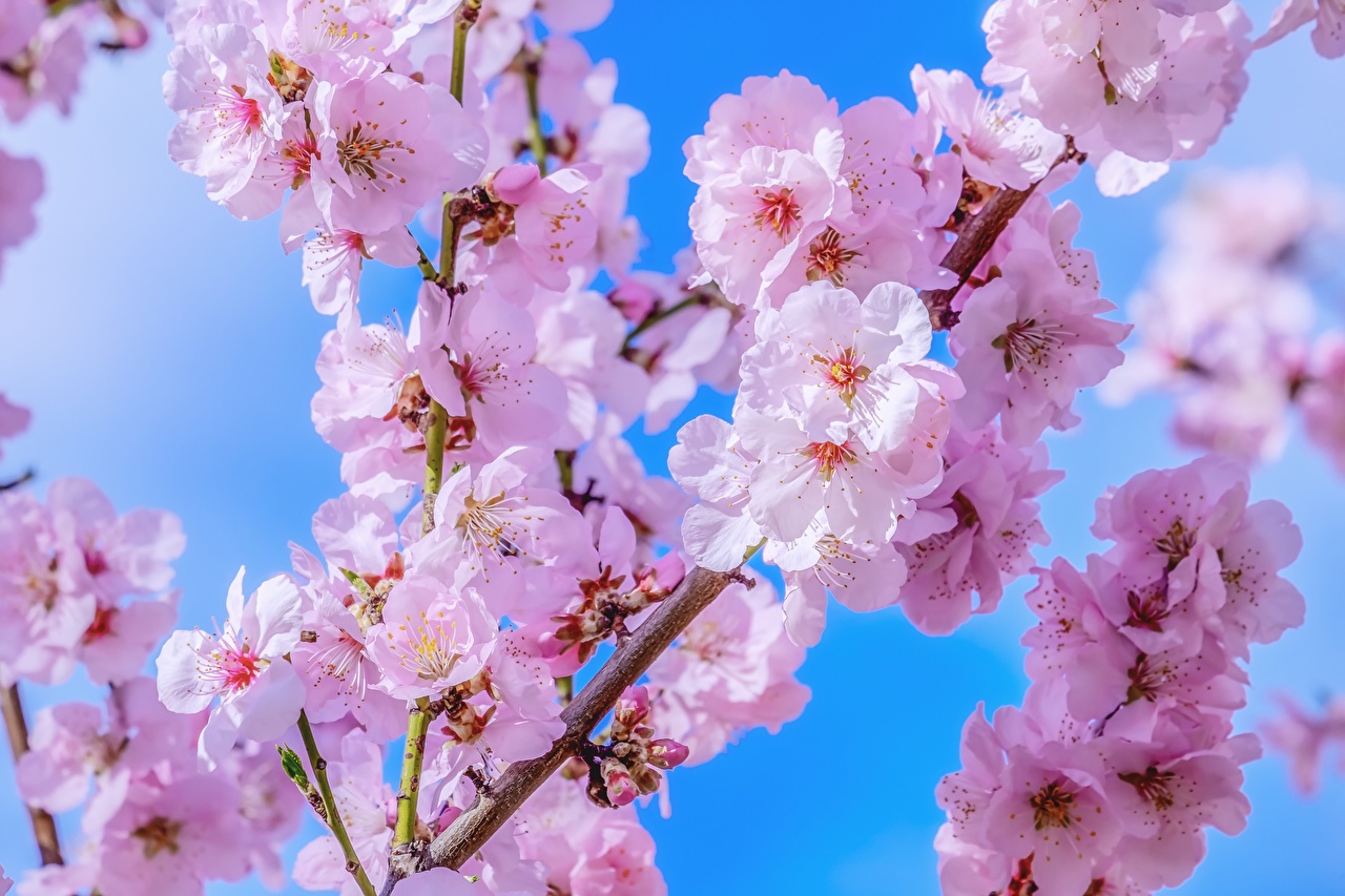 Cherry Blossoms - HD Wallpaper 