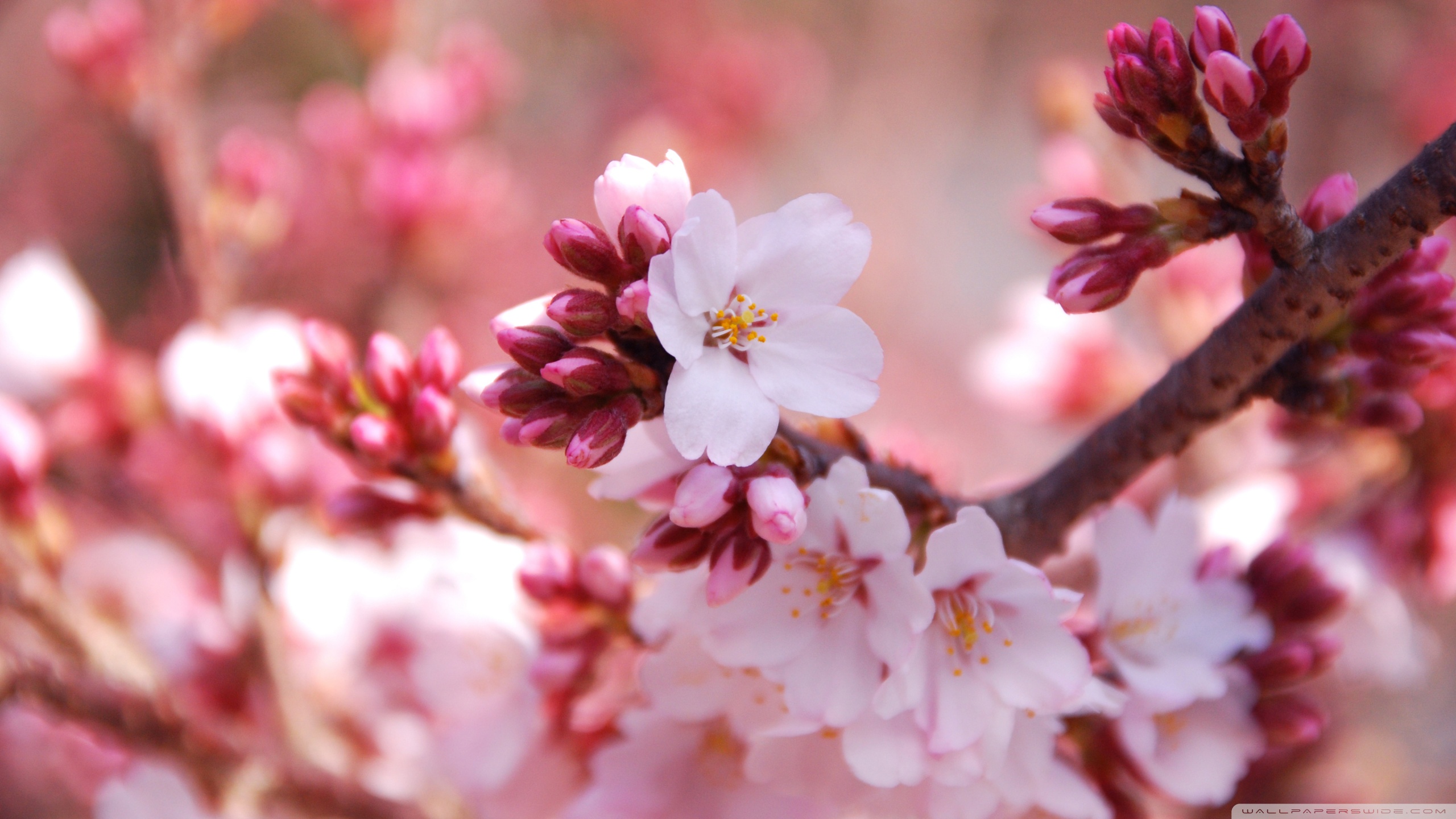 Hd Desktop Wallpapers Cherry Blossoms - HD Wallpaper 