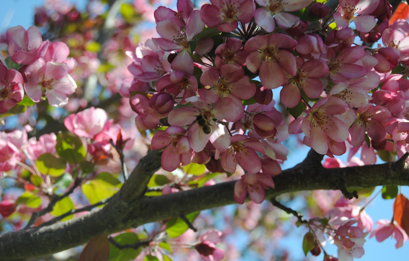 Photo Wallpaper Flowers, Bee, Tree, Sakura, Cherry - Cherry Blossom - HD Wallpaper 