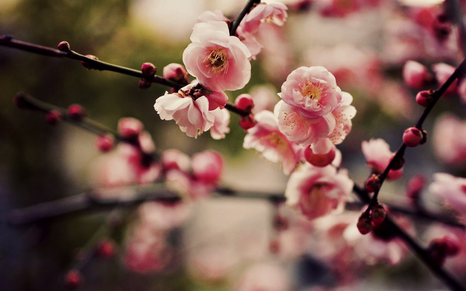 Pink Cherry Blossoms Sakura And Branchs Hd Nature Wallpaper - Computer Backgrounds Cherry Blossom - HD Wallpaper 