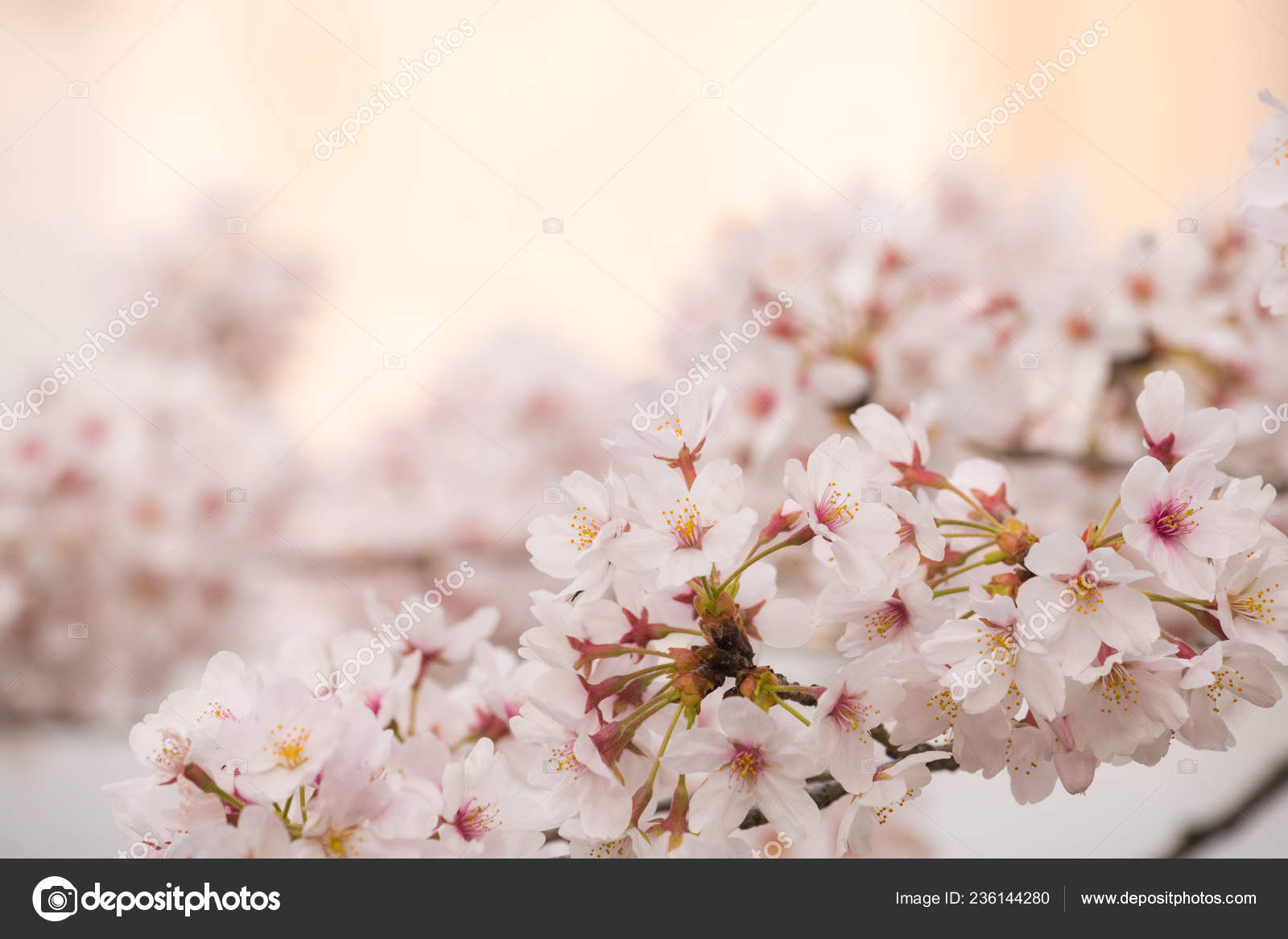 Cherry Blossom - HD Wallpaper 