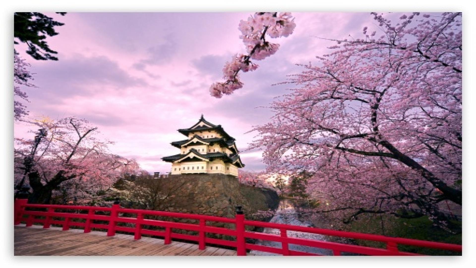 Japanese Cherry Blossom Wallpaper - Hirosaki Castle - HD Wallpaper 