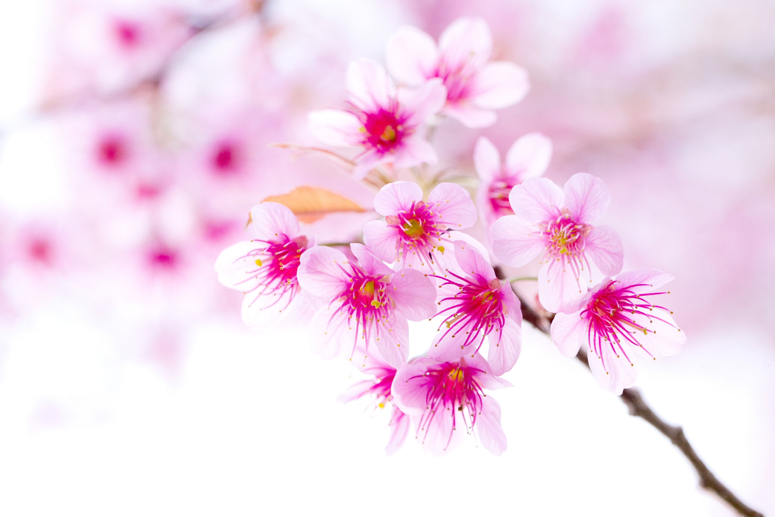 Sakura Flower Full Hd Wallpapers - Sakura Flower Wallpaper Hd - HD Wallpaper 