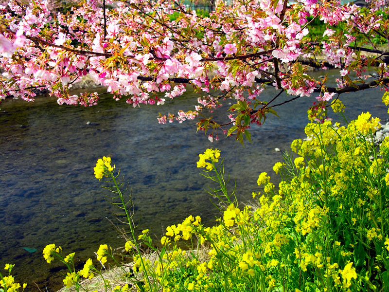 Sakura Flower Wallpaper - Cherry Blossom - HD Wallpaper 