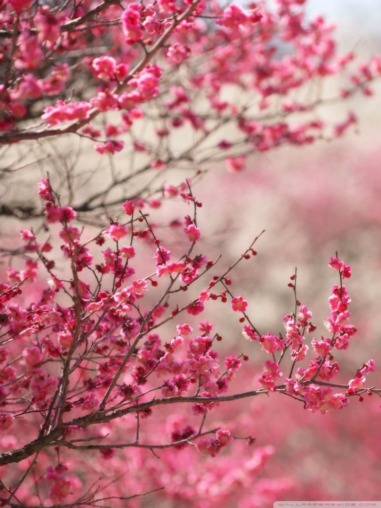 Cherry Blossom Wallpaper Hd For Mobile - HD Wallpaper 