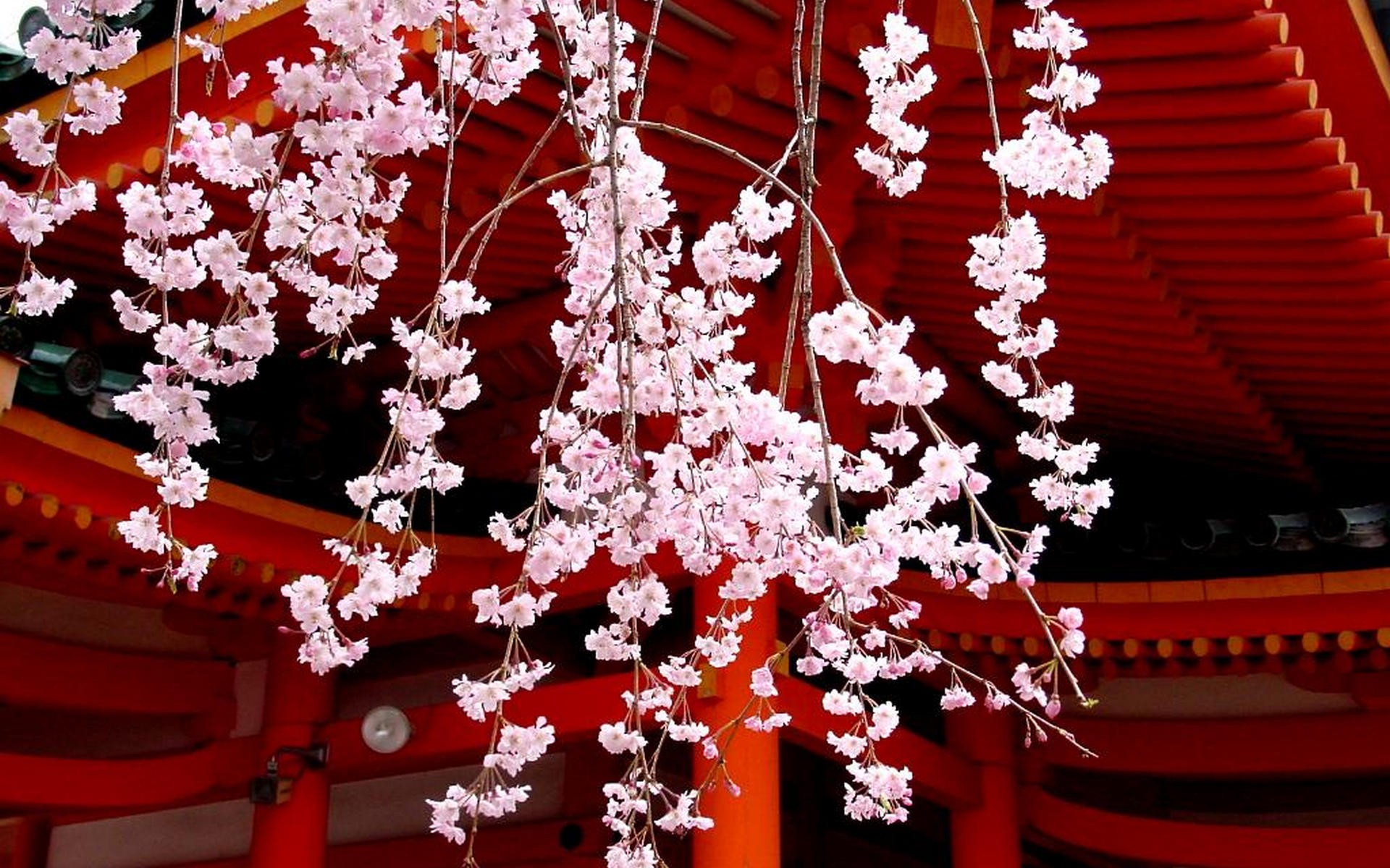 Japanese Cherry Blossoms Wallpaper Red - HD Wallpaper 