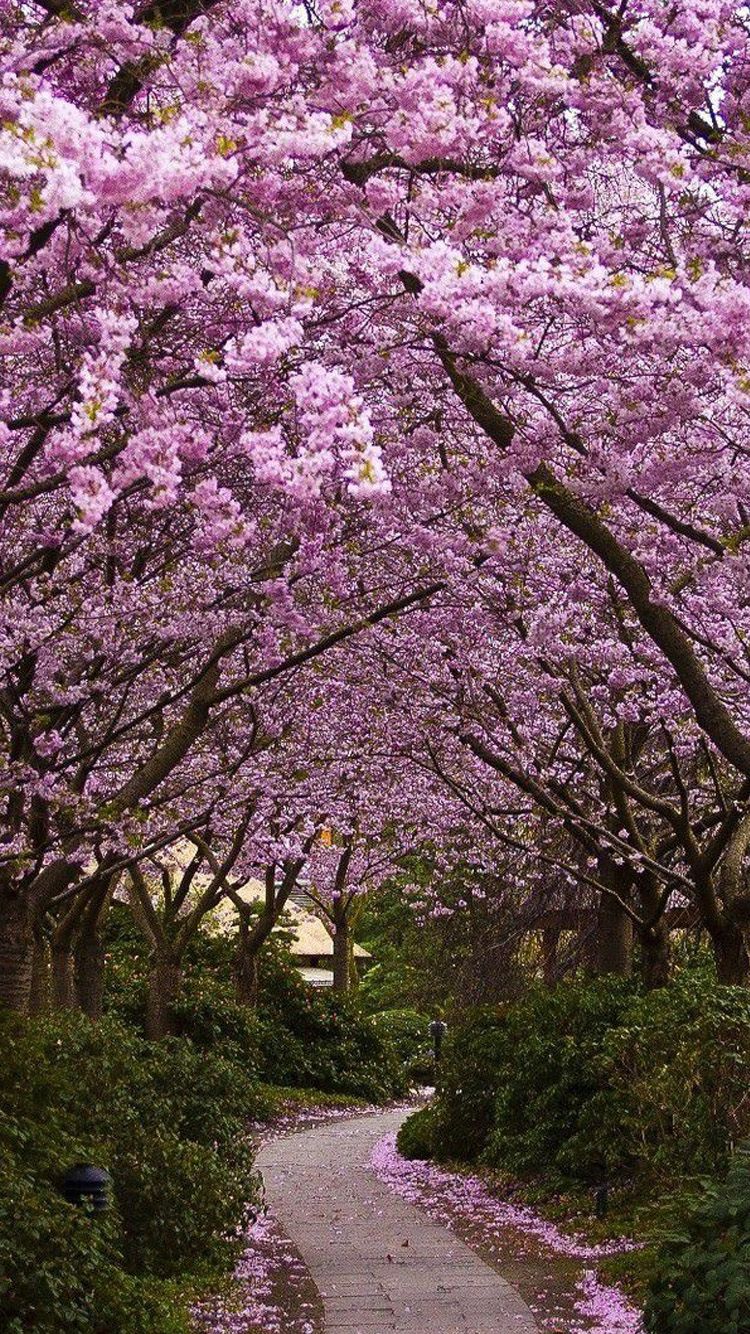 Cherry Blossom Hamburg - HD Wallpaper 