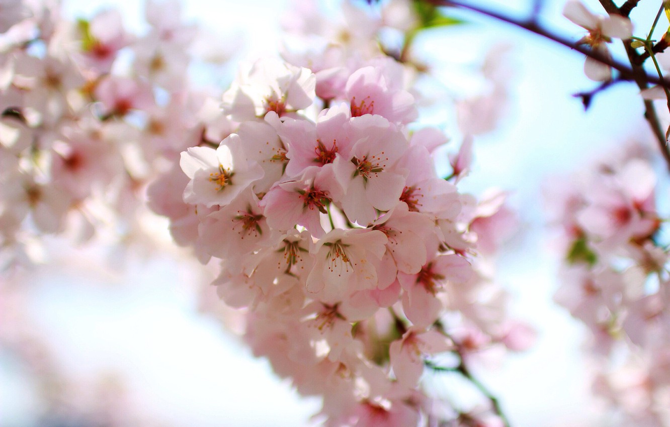 Photo Wallpaper Pink, Cherry, Sakura, Flower, Spring - Cherry Blossom - HD Wallpaper 