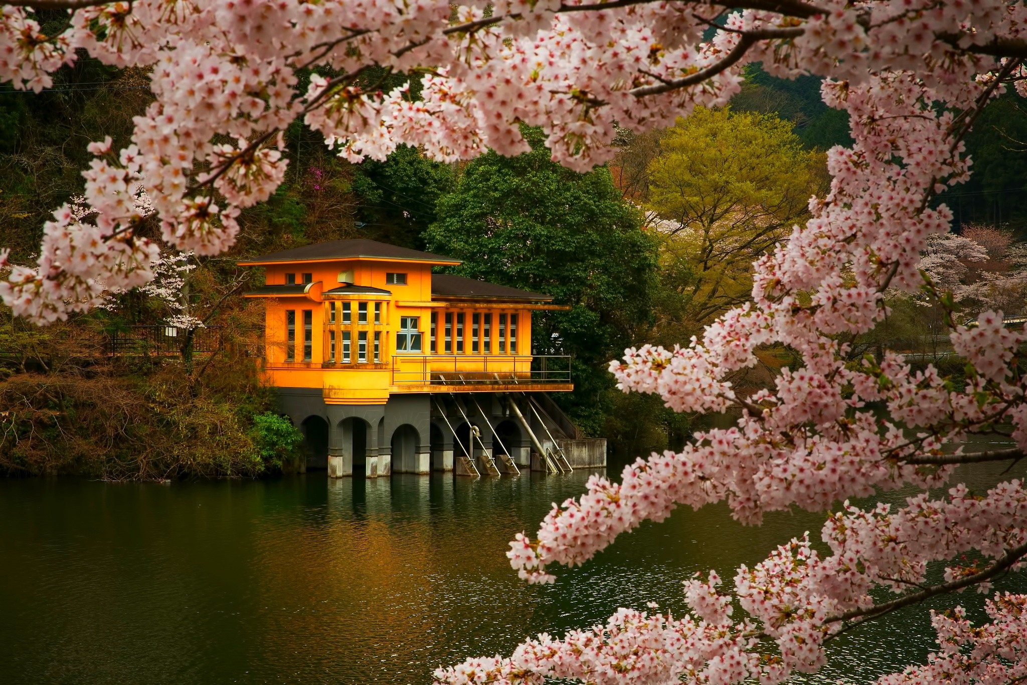 Cherry Blossom In Japan - HD Wallpaper 