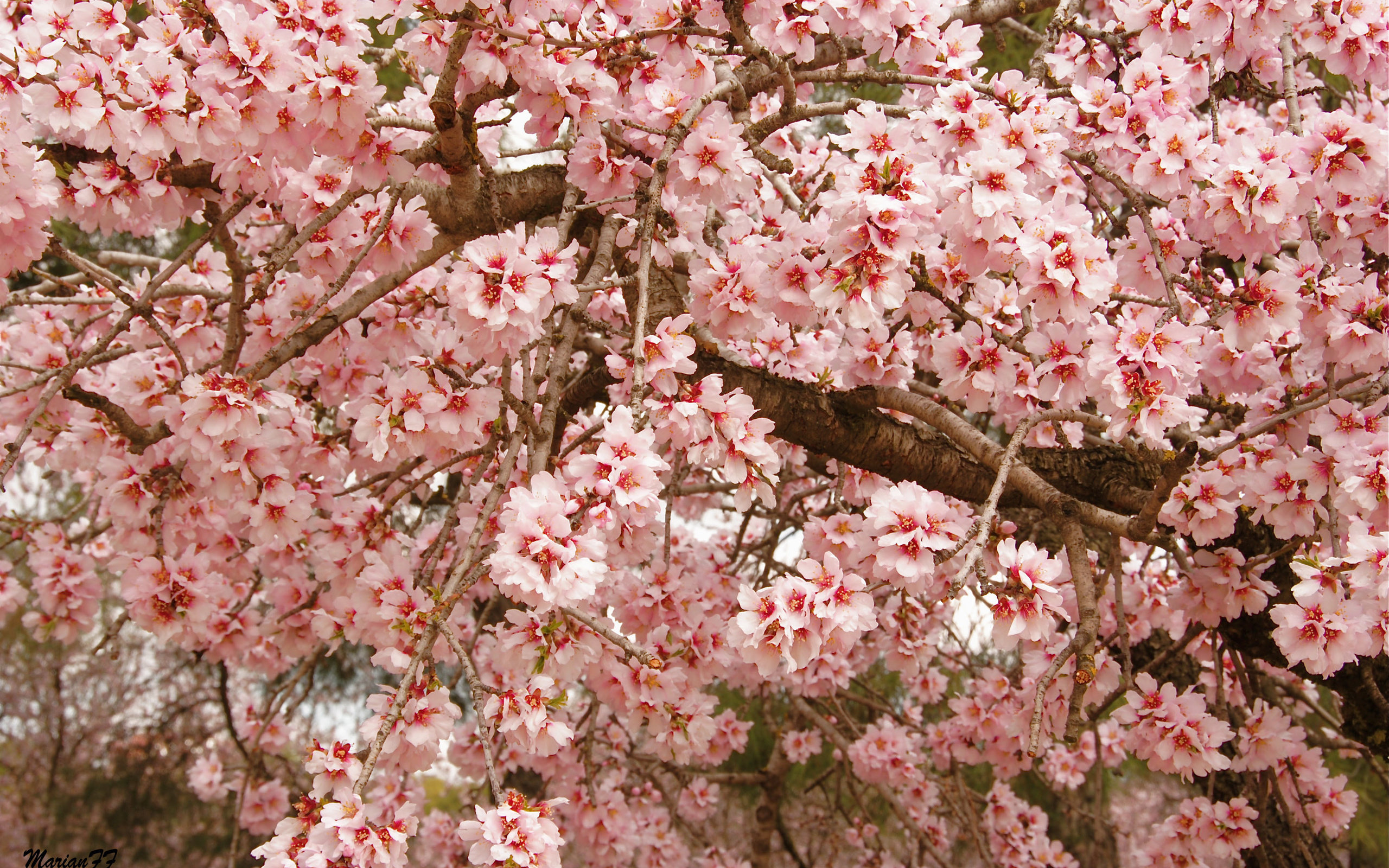 Free Sakura Tree High Quality Wallpaper Id - Cherry Blossom Wallpaper 2048 - HD Wallpaper 