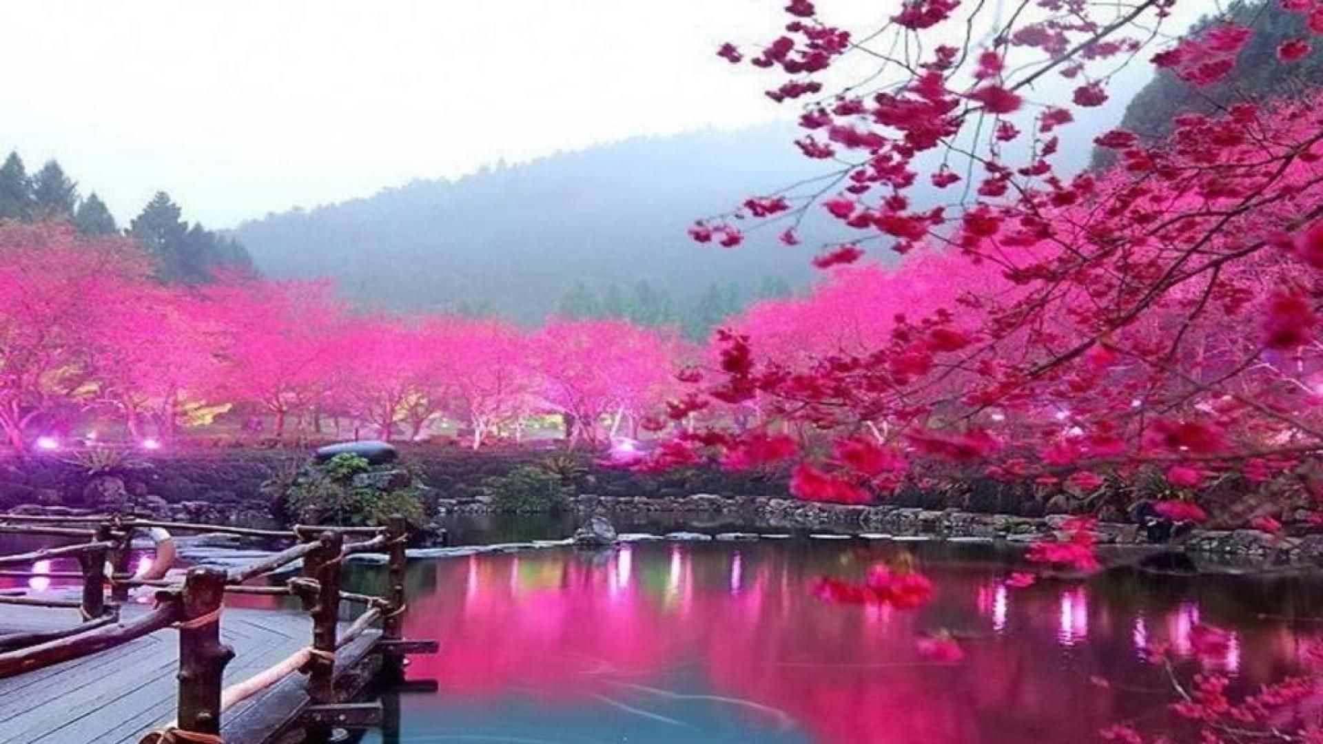 Japanese Cherry Blossom Wallpaper - Cherry Blossom Wallpaper Desktop - HD Wallpaper 