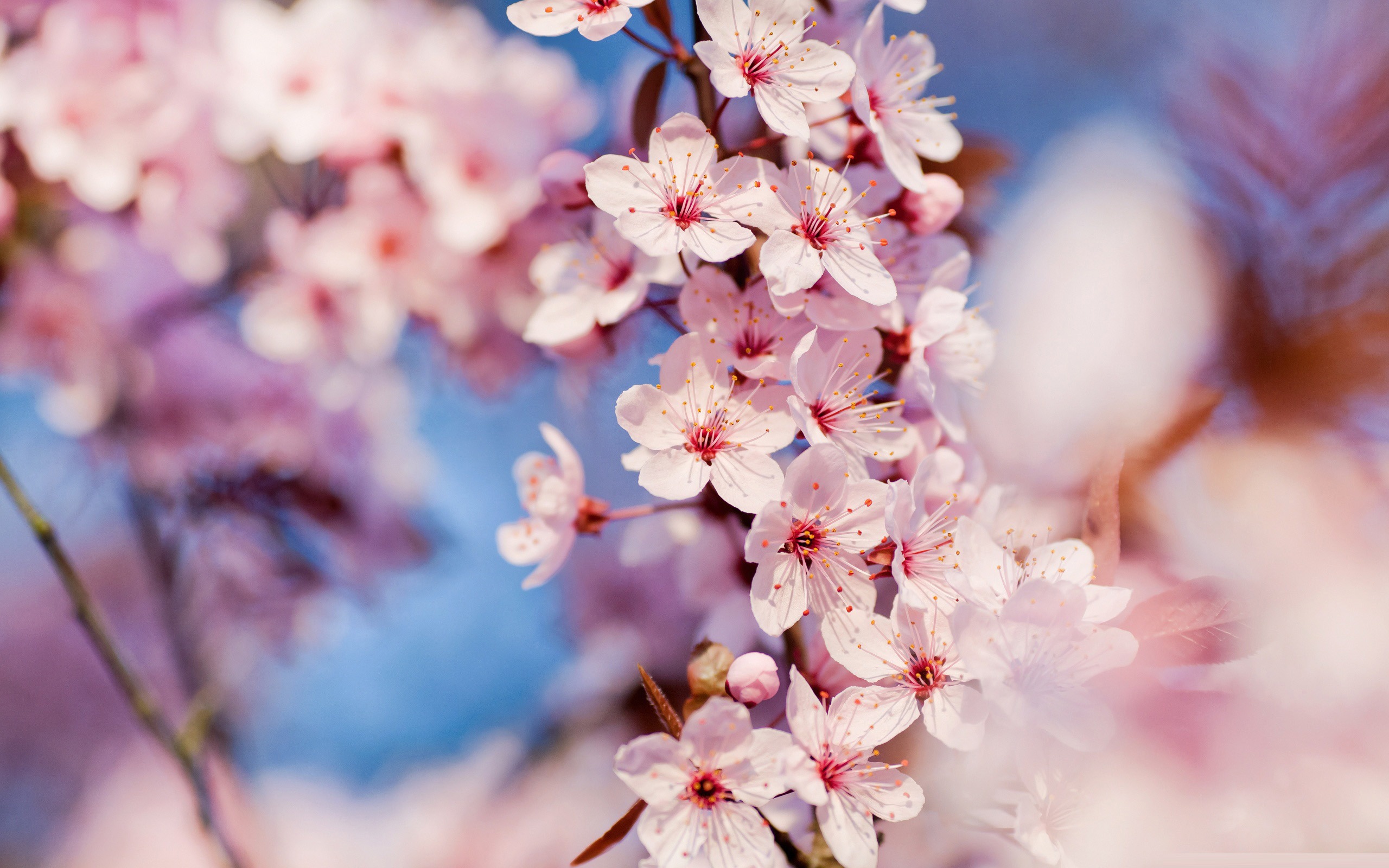 Cherry Blossom Tree Wallpaper - Cherry Blossom Wallpaper 1920 - HD Wallpaper 