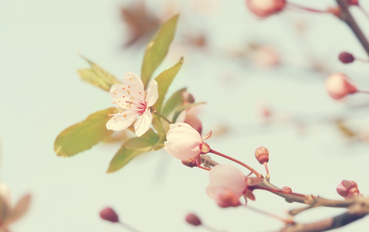 Cherry Blossoms In The Sun Wallpapers - Cherry Blossoms With Sun - HD Wallpaper 