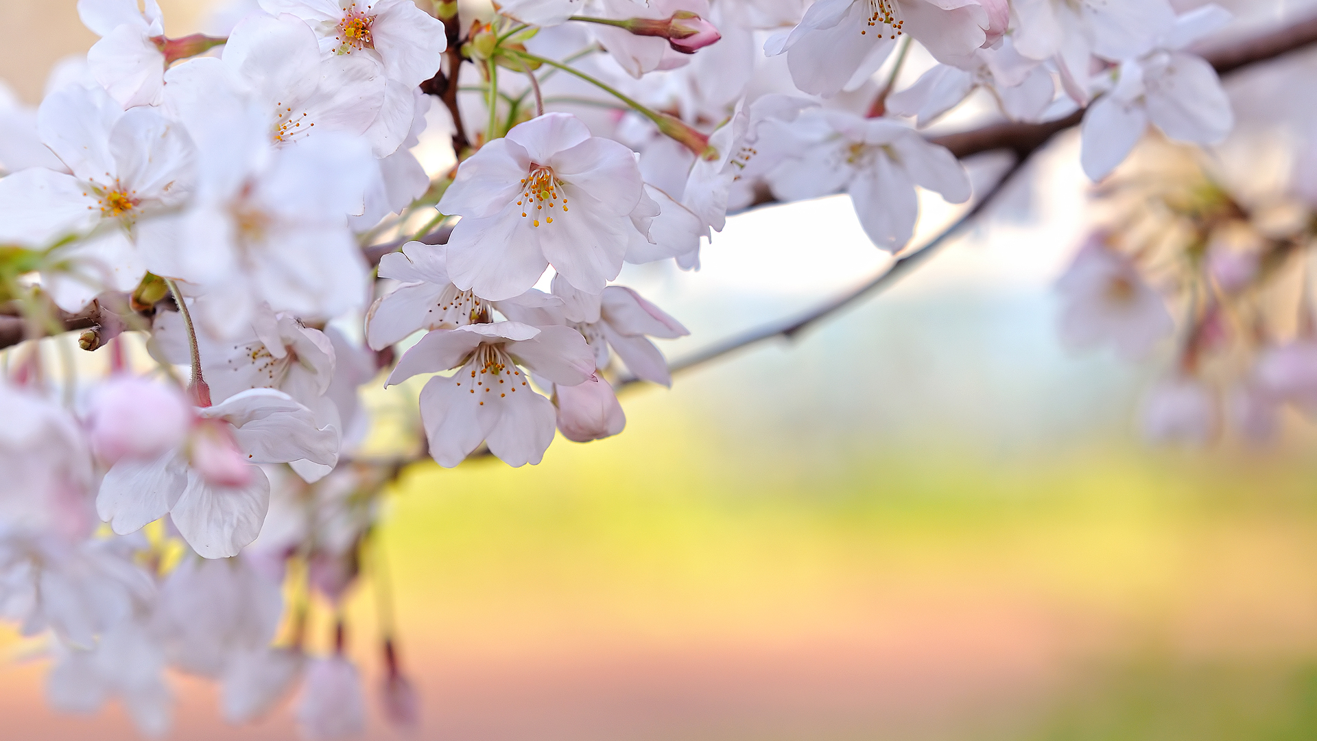 Spring Backgrounds - HD Wallpaper 