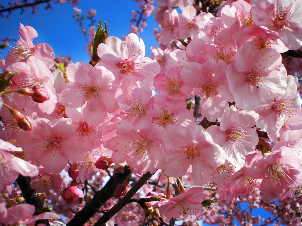 Cherry Blossom Japan Flower - HD Wallpaper 