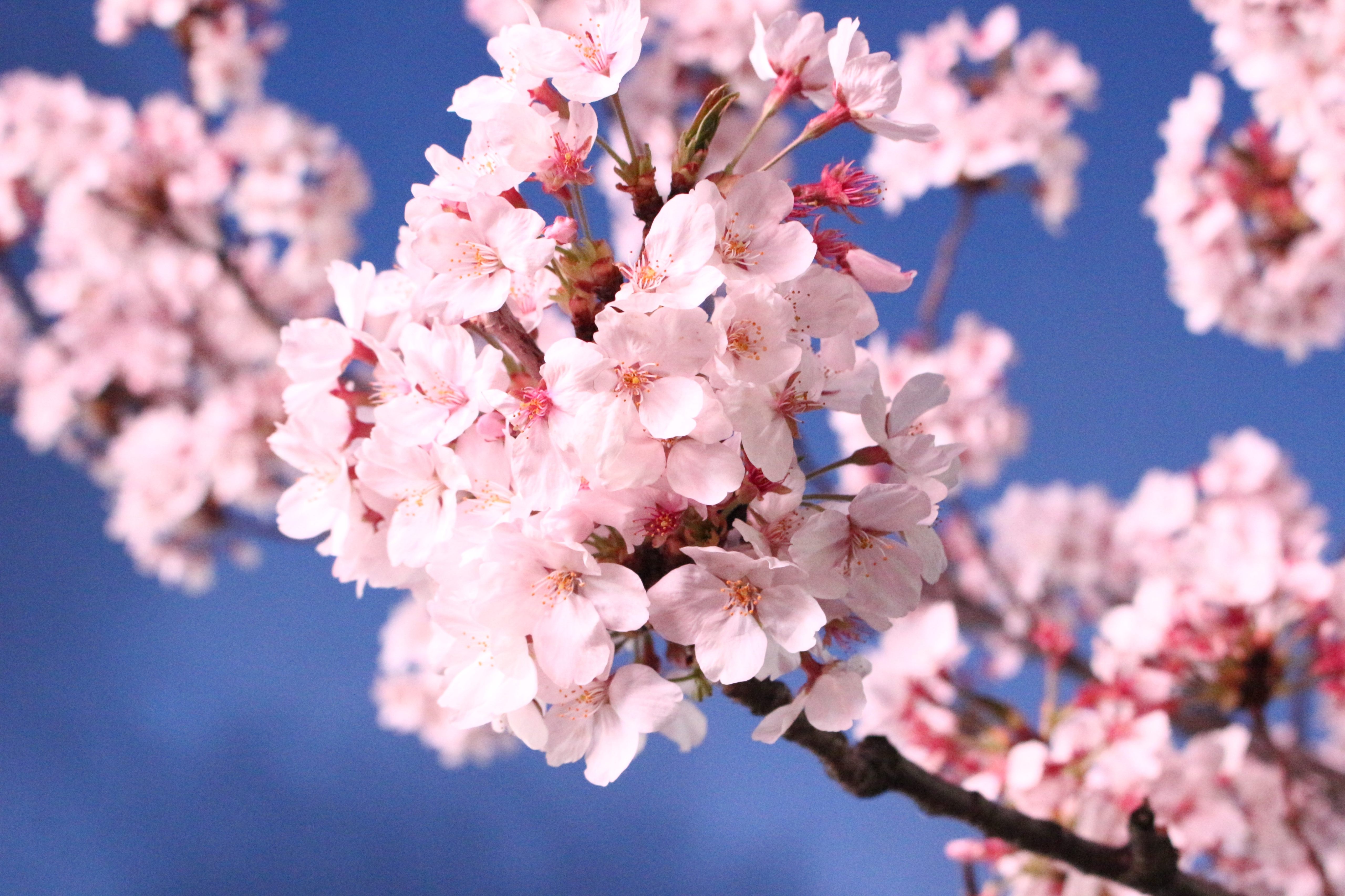 High Quality Sakura Flower Wallpaper 5k Resolution - High Resolution Sakura Flowers - HD Wallpaper 