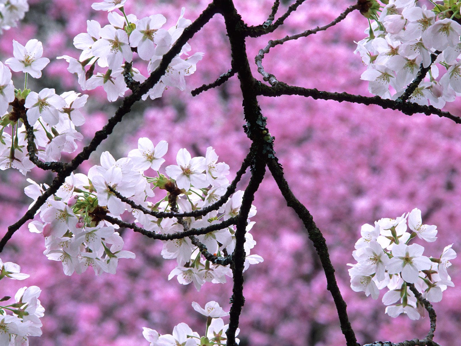 Sakura Flower Wallpaper Sakura Flower Wallpaper Hd - Hd Quality Photos Download - HD Wallpaper 