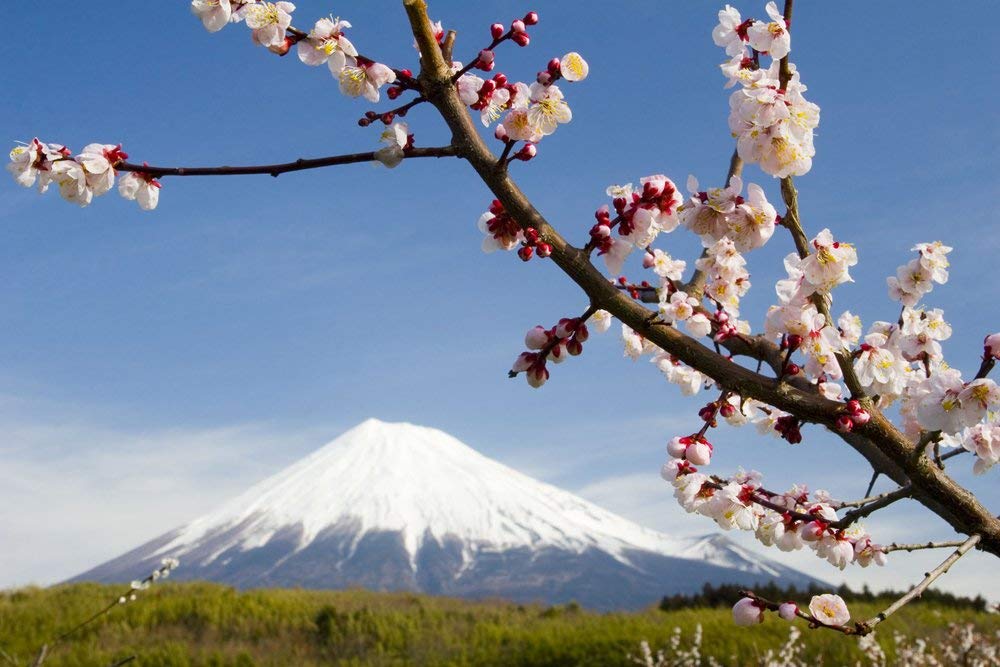 Mount Fuji Blossom Mural - HD Wallpaper 