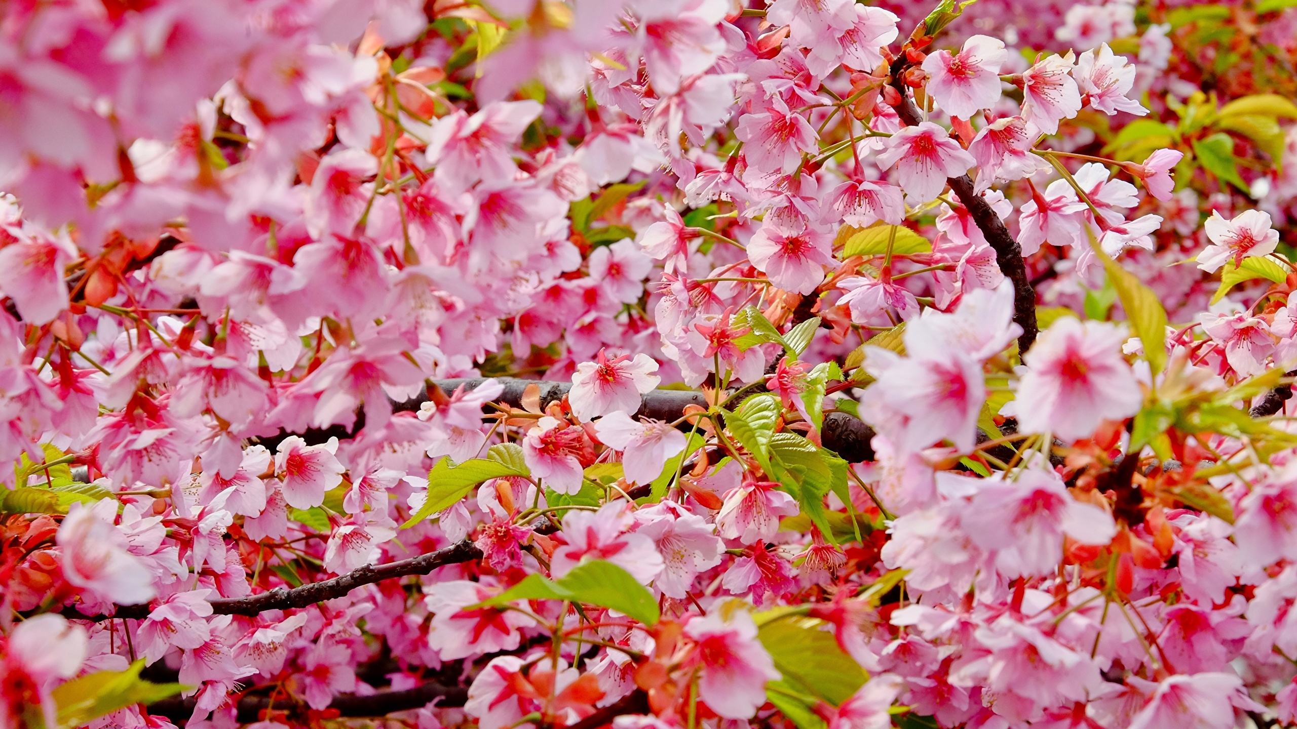 Sakura Flowers - HD Wallpaper 