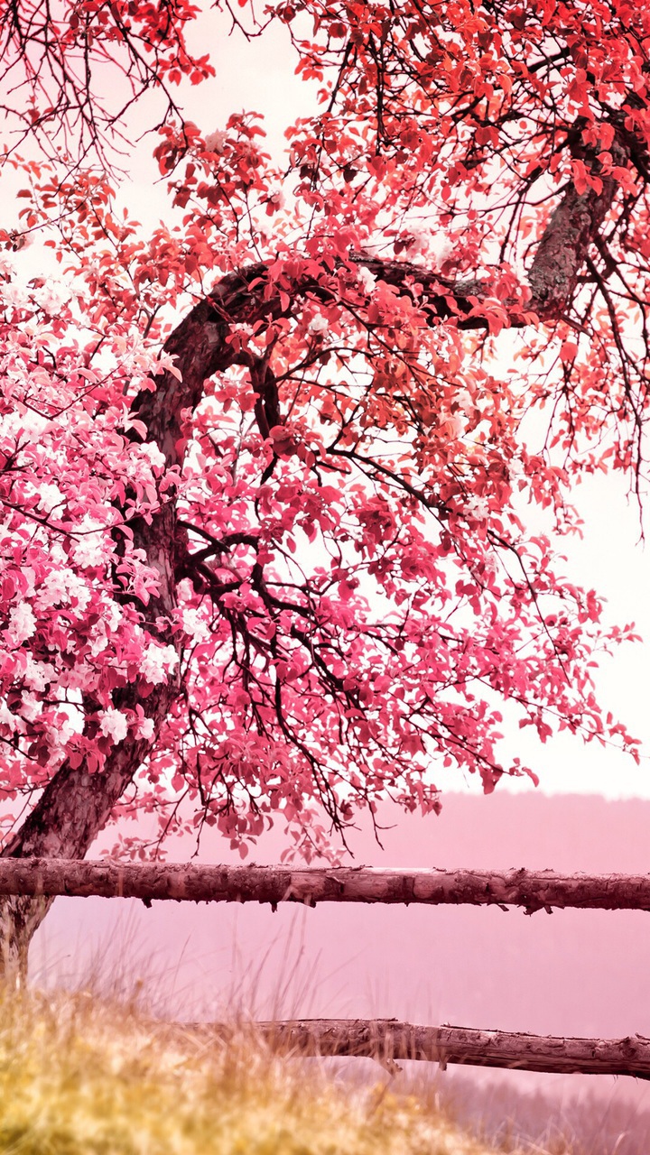 Nature, Pink, Wallpaper - Cherry Blossom Tree - HD Wallpaper 