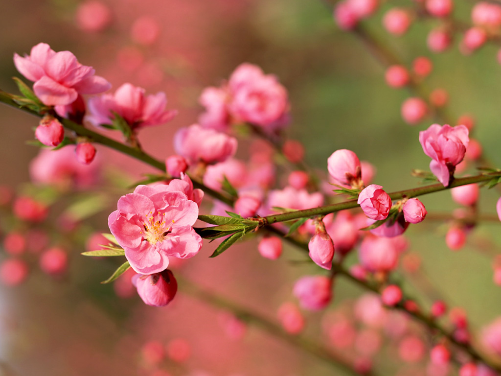 Cherry Blossom Trees Wallpapers - Tết Canh Tý 2020 - HD Wallpaper 
