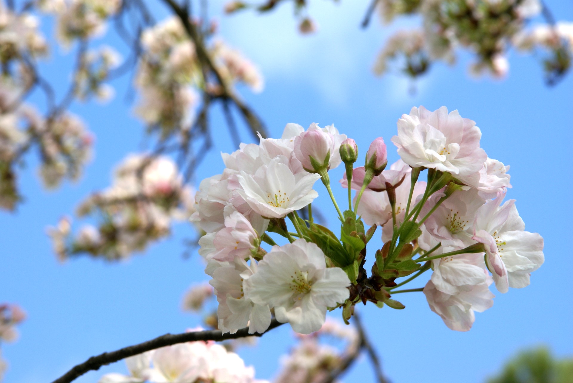Japanese Cherry - Cherry Blossom - HD Wallpaper 