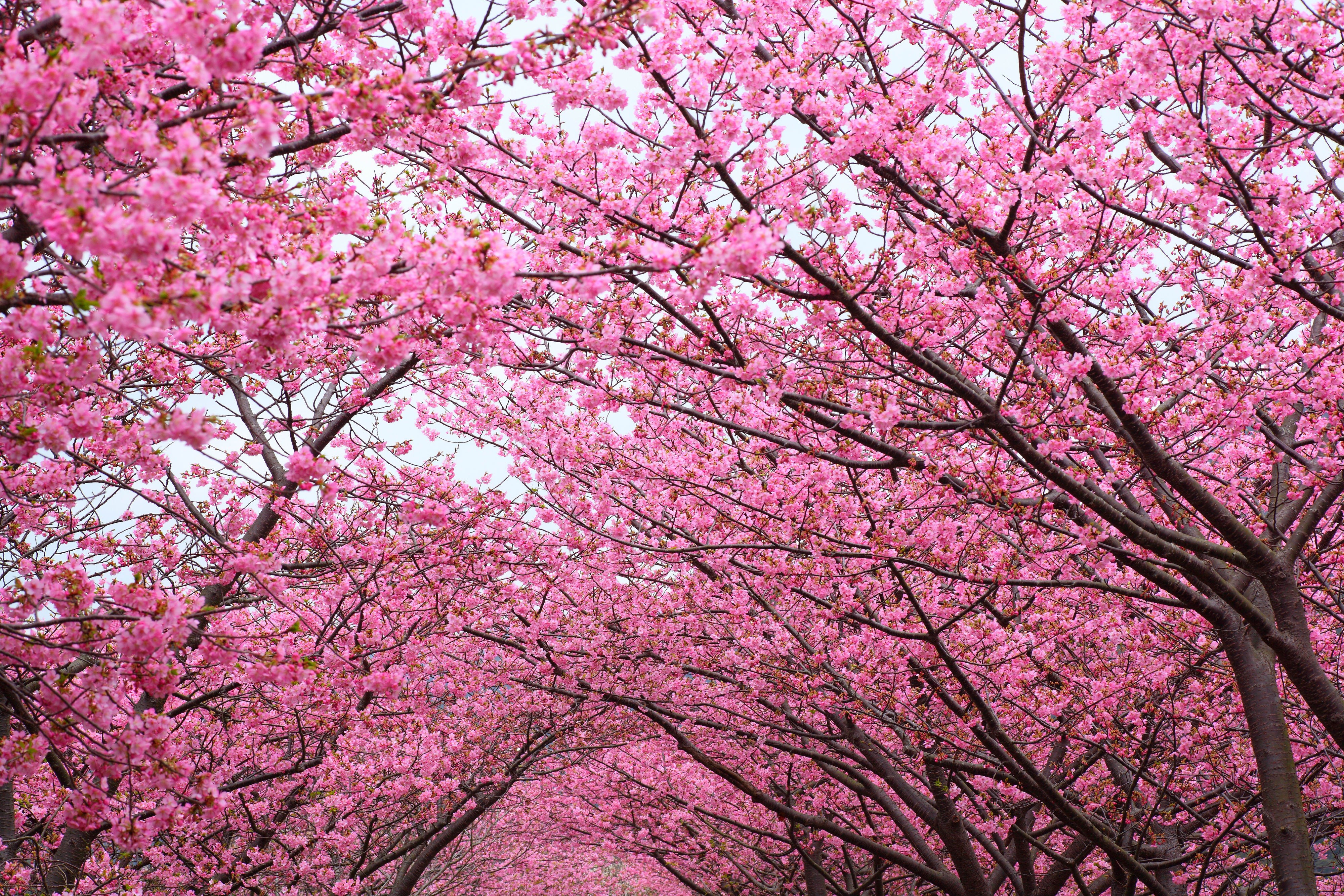 Cherry Blossom Trees Wallpaper 4k - HD Wallpaper 