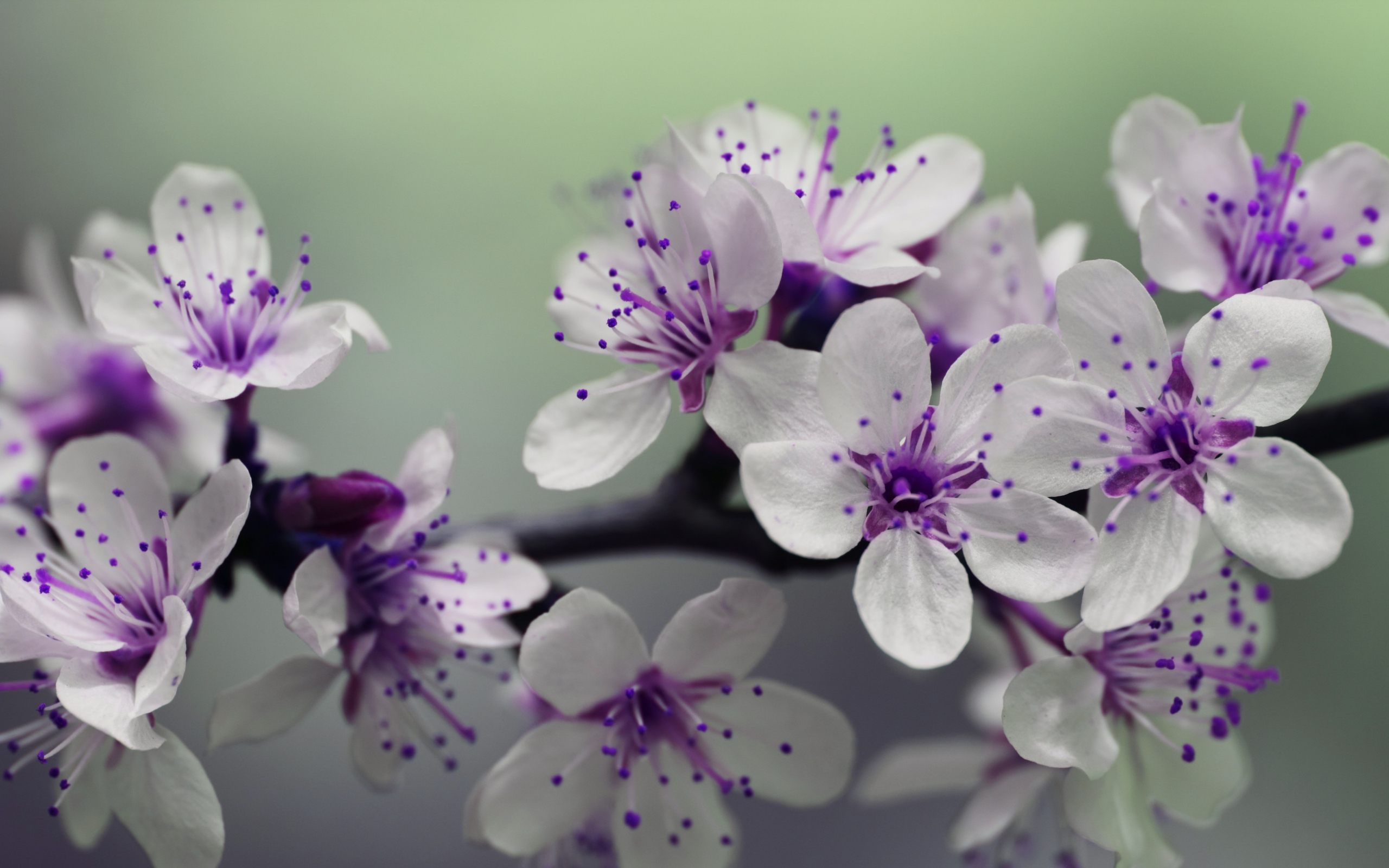Cherry Blossom Wallpaper Wallpapers - Purple And White Daisy Wallpaper Hd -  2560x1600 Wallpaper 