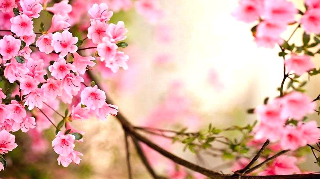Flower Wallpaper Spring - HD Wallpaper 