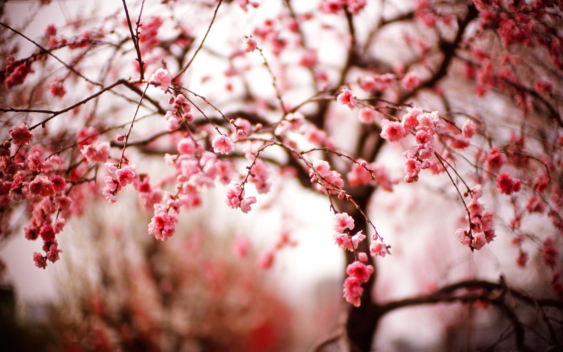 Skardu Pics In Spring - HD Wallpaper 