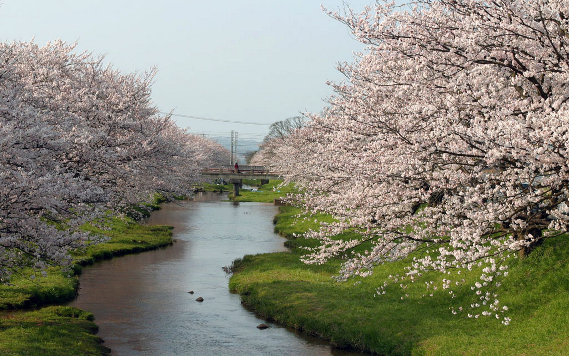 Spring Rivers And Flowers - HD Wallpaper 