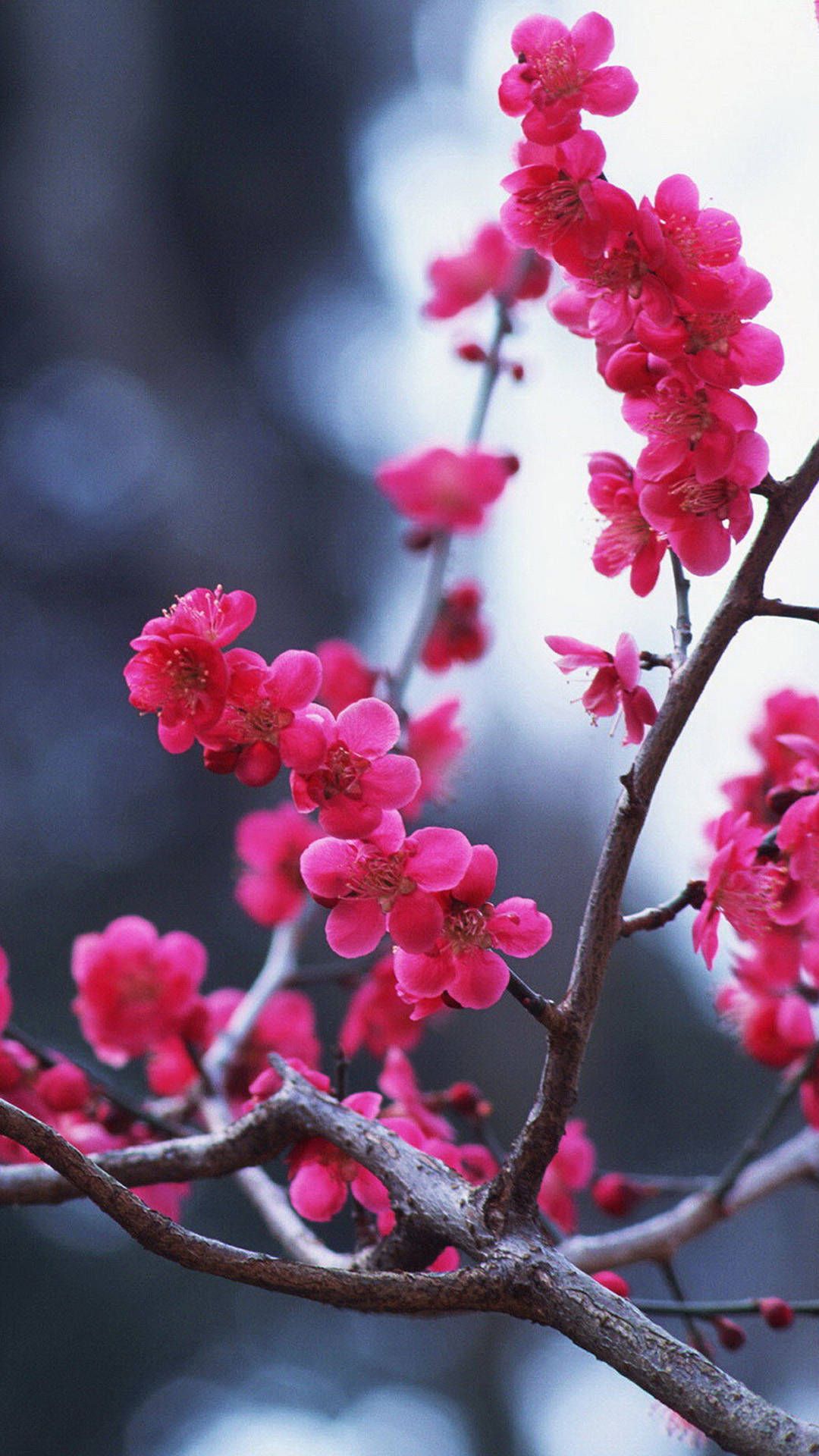 Cherry Blossom Flower Wallpaper Iphone - HD Wallpaper 