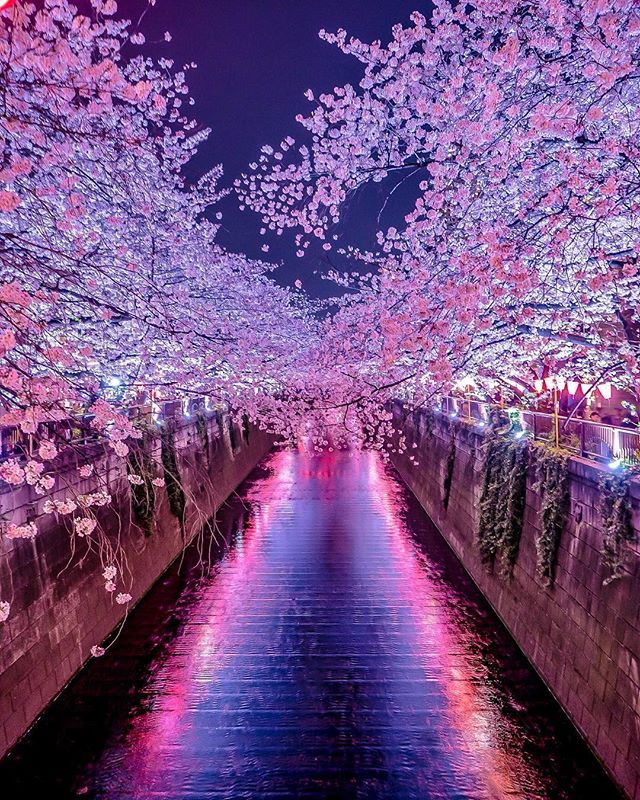 Japan Sakura Cherry Blossom - HD Wallpaper 