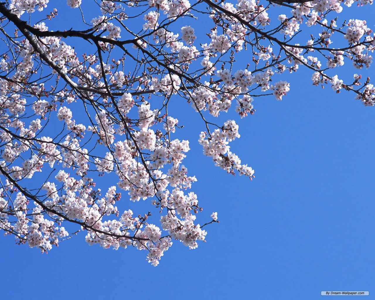 Free Flower Wallpaper - Cherry Blossom Branches - 1280x1024 Wallpaper
