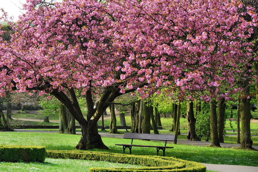 Cherry Tree - HD Wallpaper 