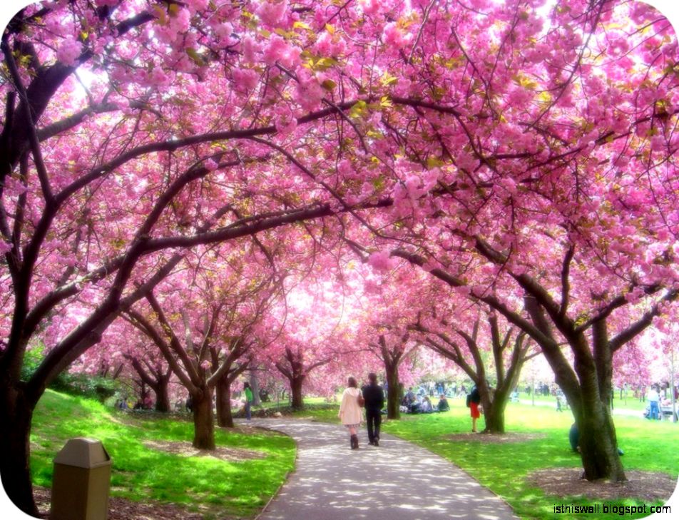 Japanese Cherry Blossom Garden - Cherry Blossom Parks - HD Wallpaper 