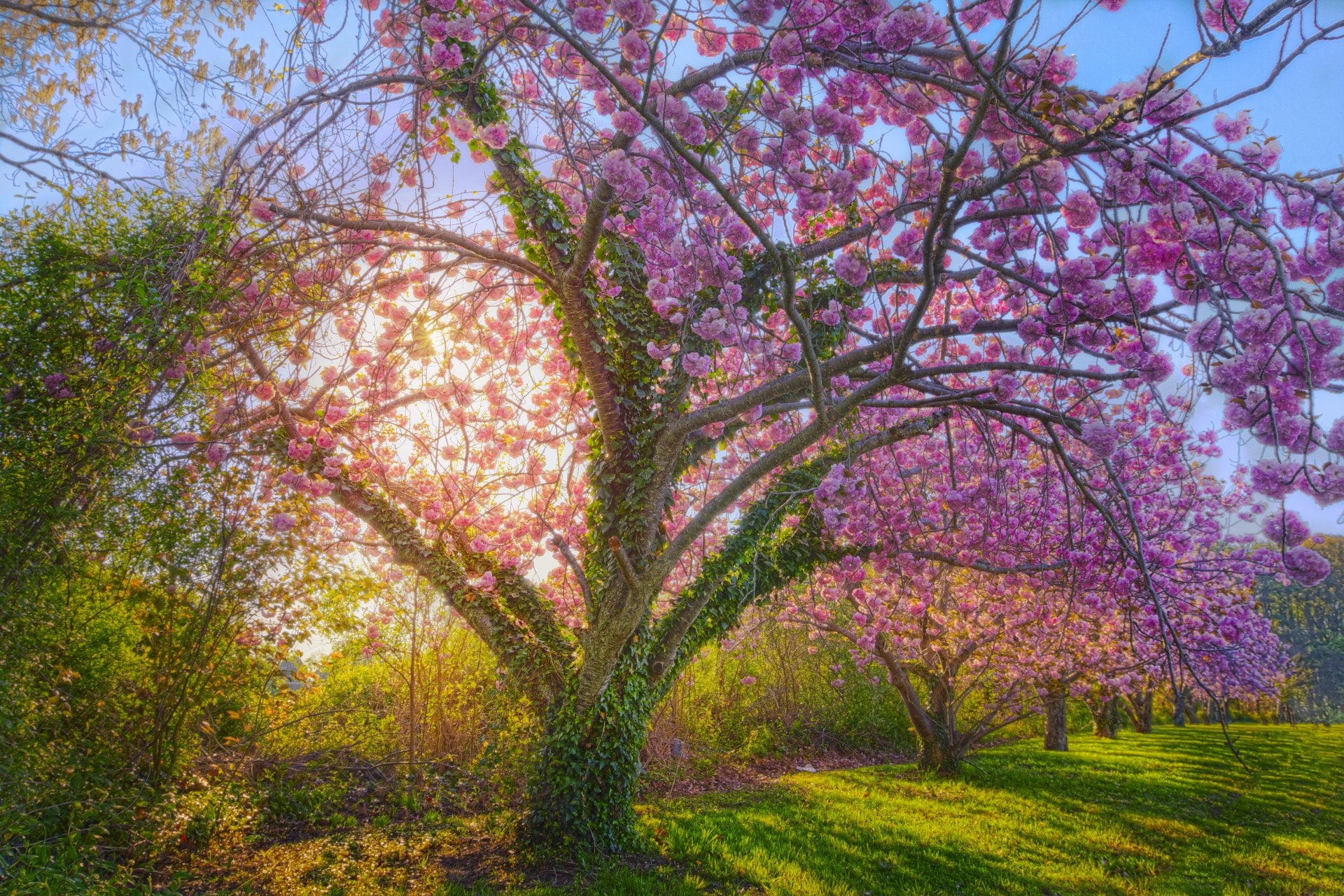 Cherry Blossom Sunshine - HD Wallpaper 