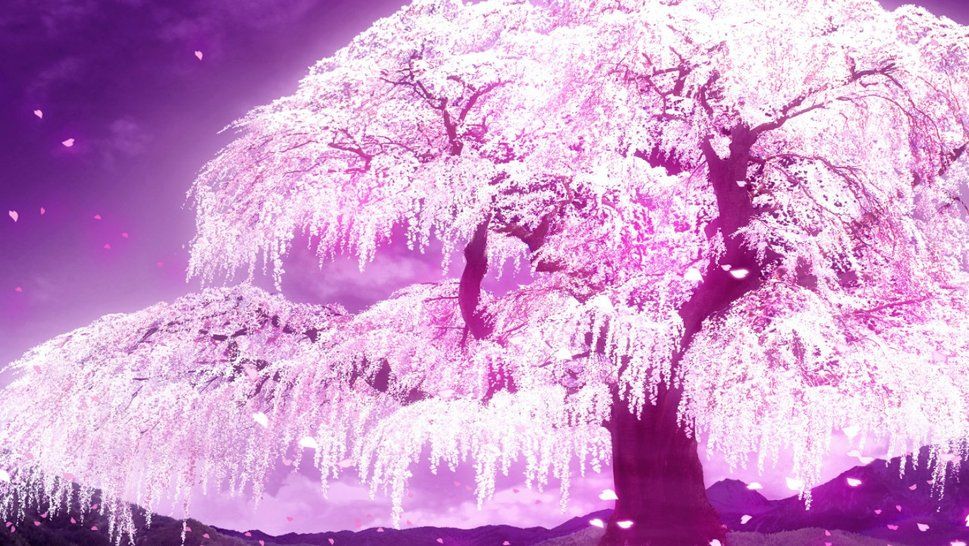 Anime Cherry Blossom Wallpaper Px, - Anime Cherry Blossom Backgrounds - HD Wallpaper 