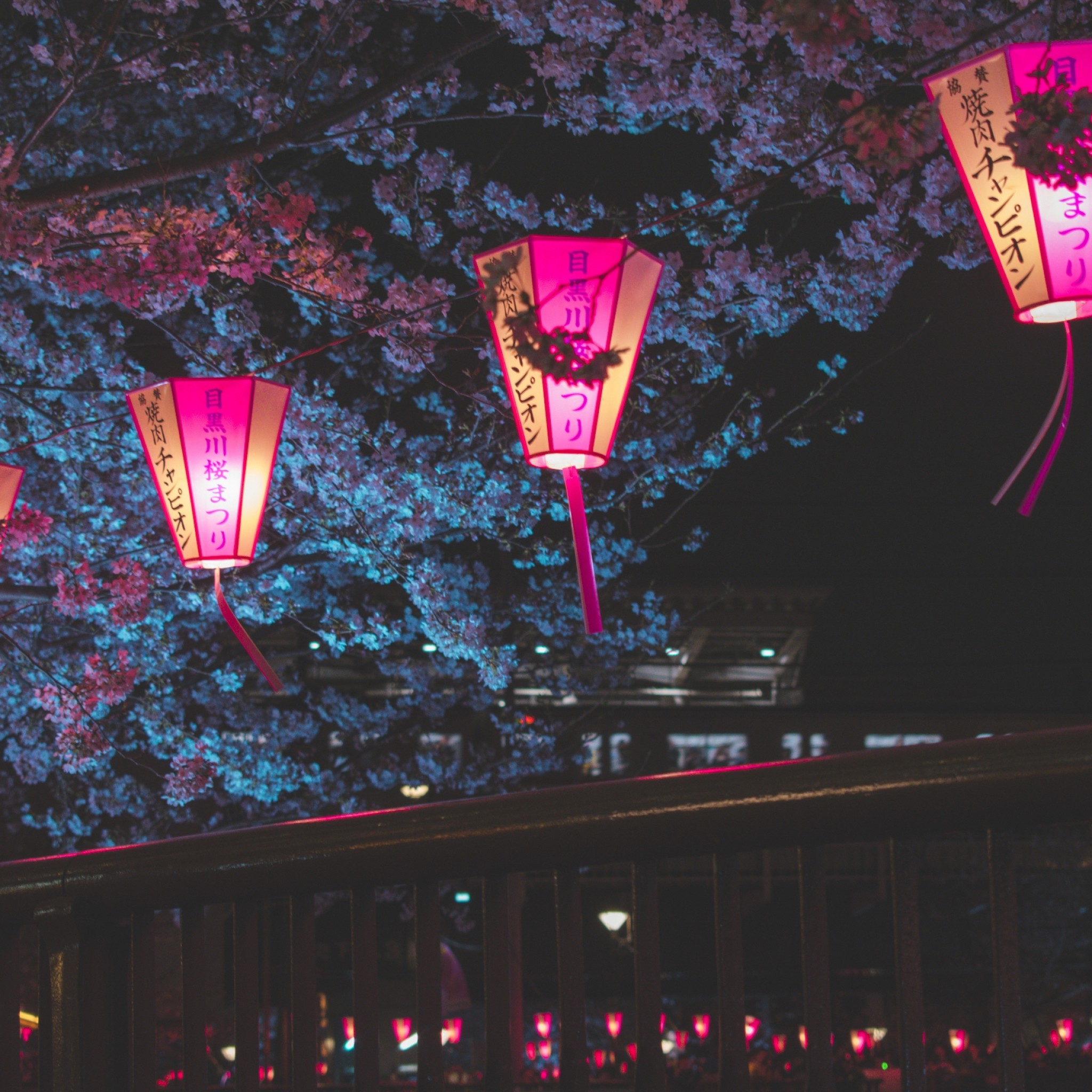 Japanese Cherry Blossom Wallpaper - HD Wallpaper 