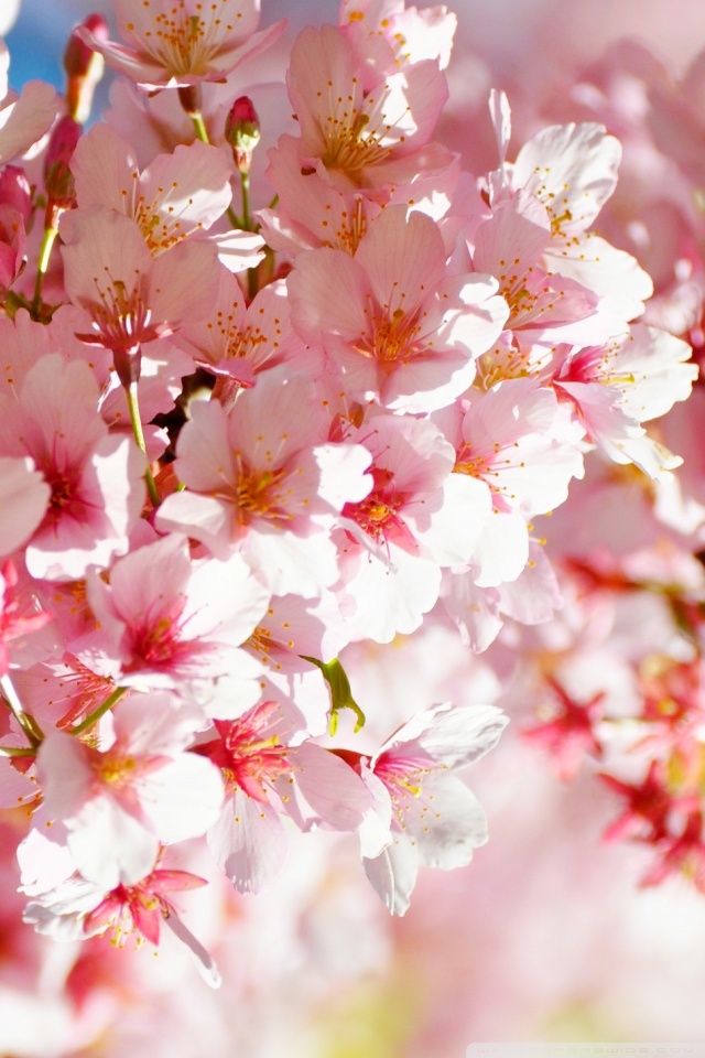 Sakura Iphone Wallpaper 4k - HD Wallpaper 