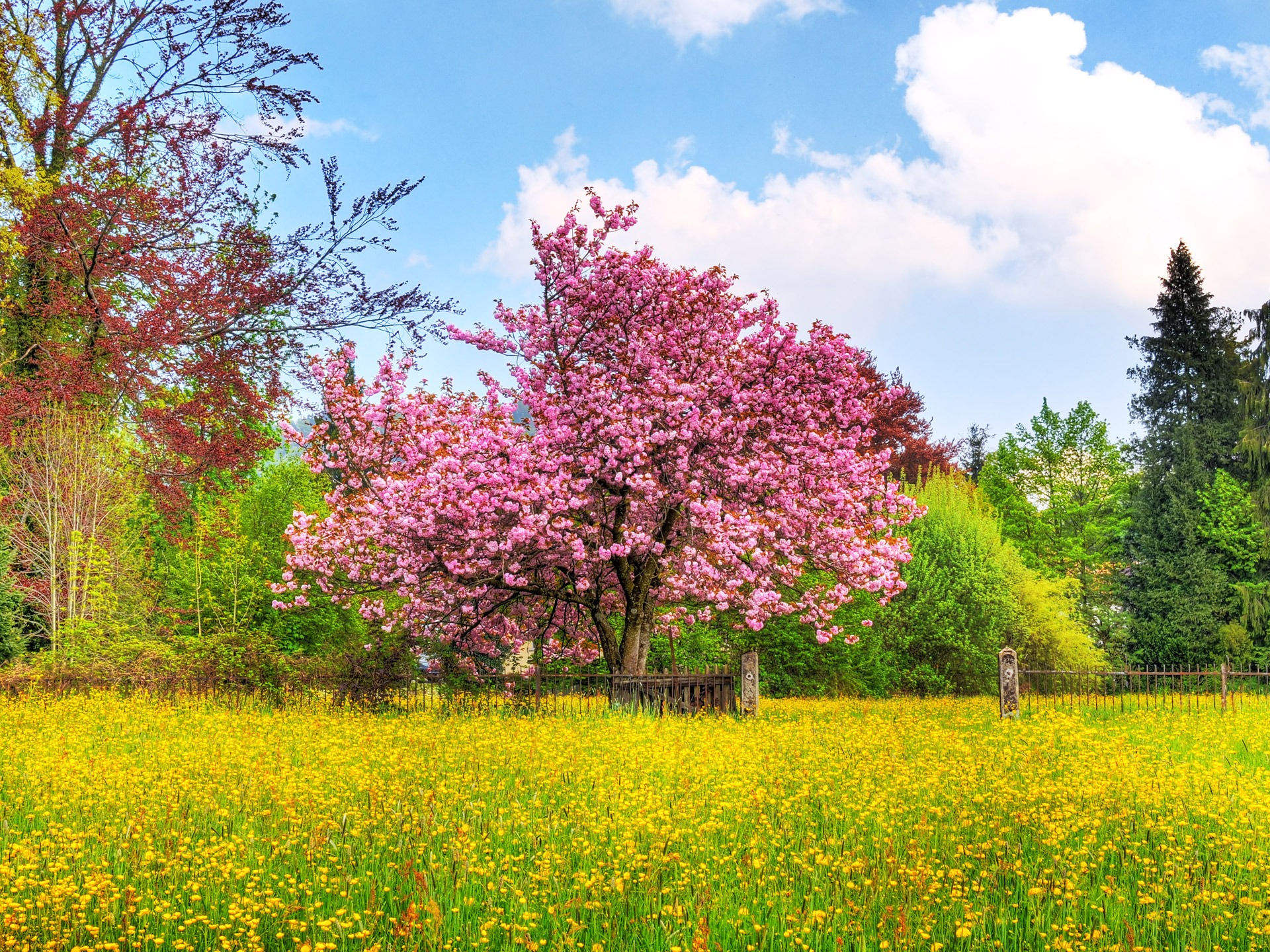 High Resolution Cherry Blossom Background - HD Wallpaper 