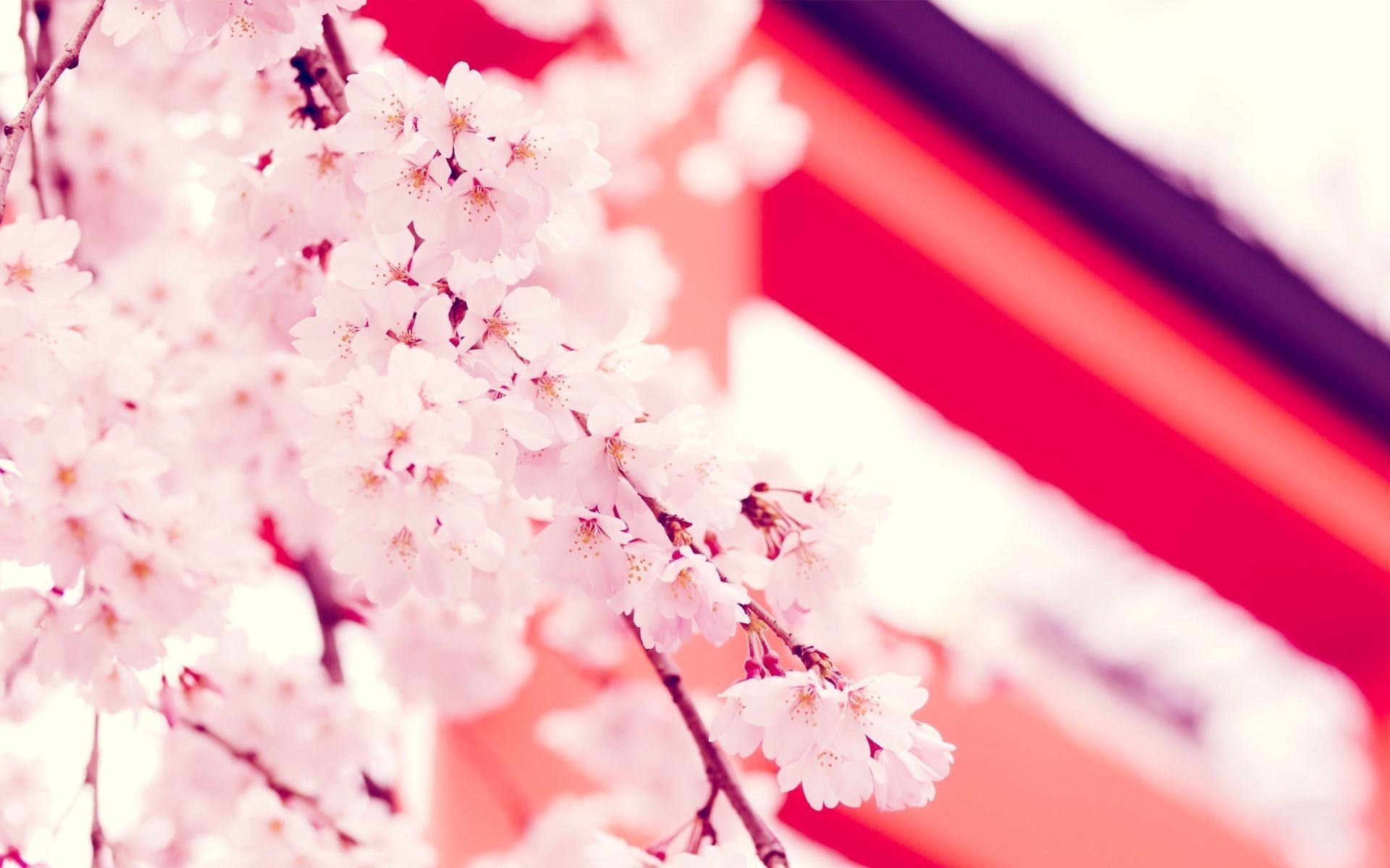 Flowers Blur Dof Nature Bright Flower Outdoors - Cherry Blossom - HD Wallpaper 
