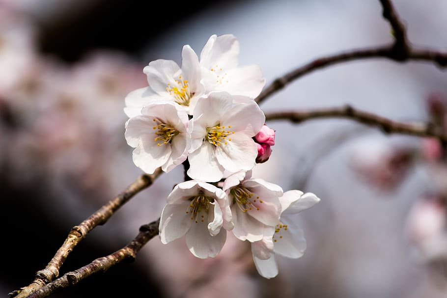 Plant, Sakura, Flower, Blossom, Pollen, Cherry Blossom, - Cherry Blossom - HD Wallpaper 