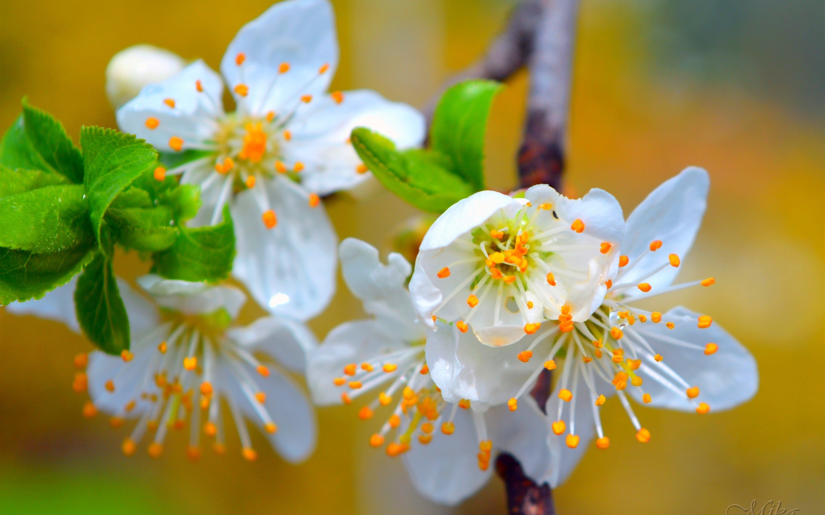 Wallpaper Spring, White Sakura Bloom - Spring - HD Wallpaper 