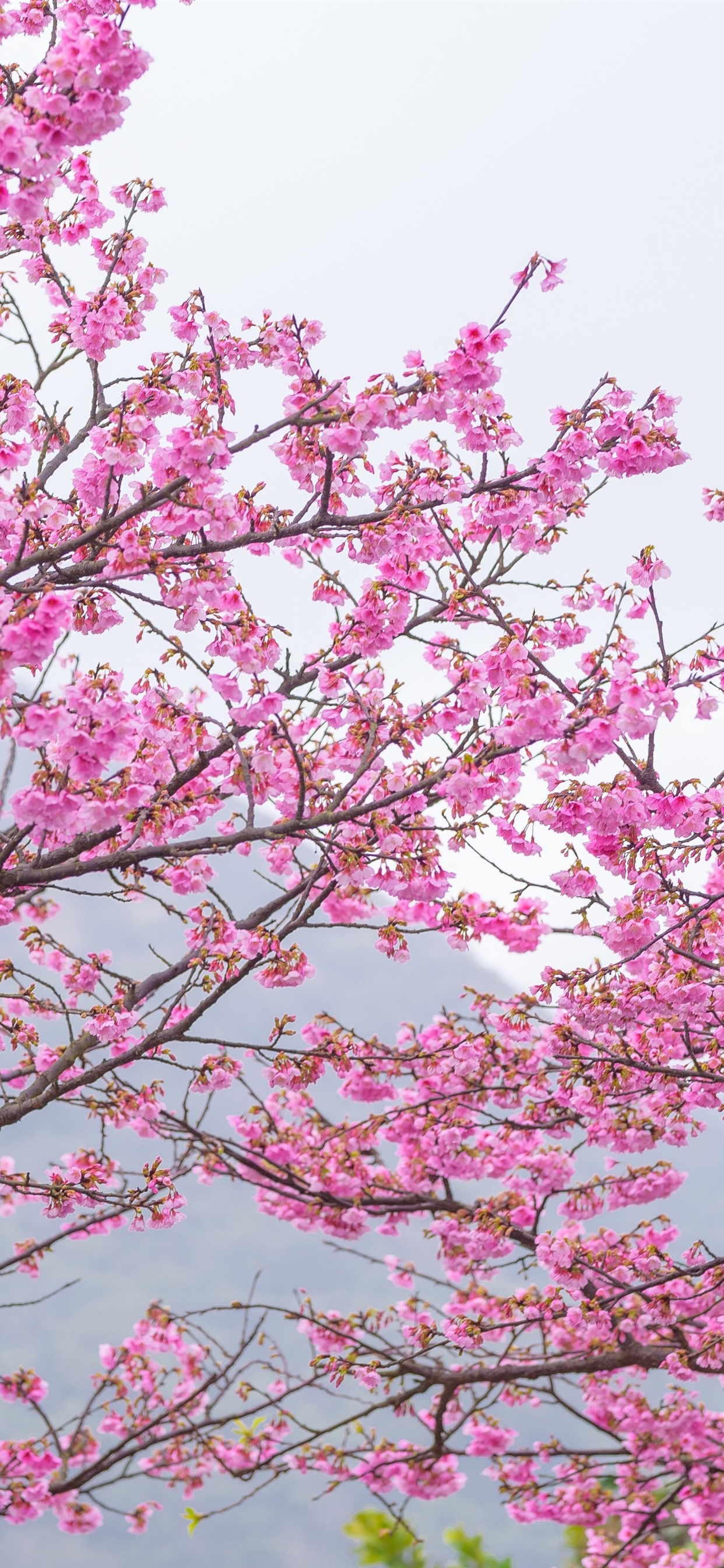 Iphone Wallpaper Pink Sakura, Bloom, Spring, Trees, - Sakura Tree - HD Wallpaper 