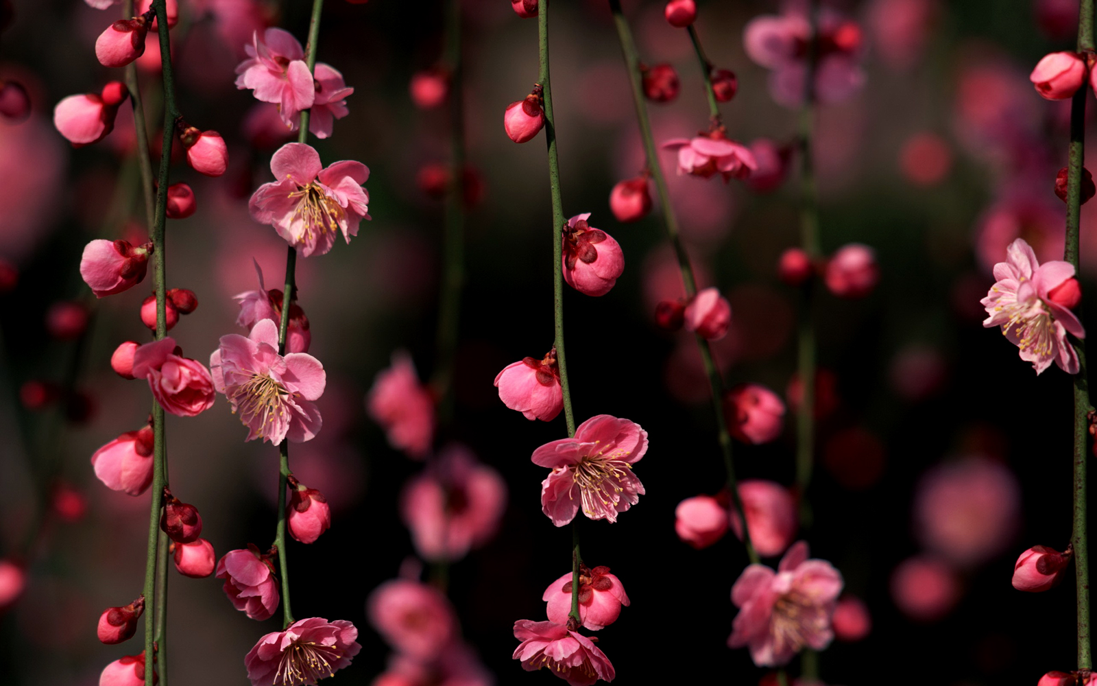 Cherry Blossom Wallpapers 1080p - Nature Full Screen Beautiful - HD Wallpaper 