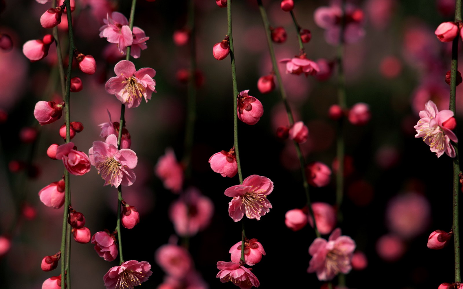 Cherry Blossom Wallpapers 1080p - Nature Full Screen Beautiful - 1600x1000 Wallpaper Cherry Blossom Wallpapers 1080p - Nature Full Screen Beautiful - 1600x1000 Wallpaper